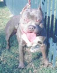 picture of dog