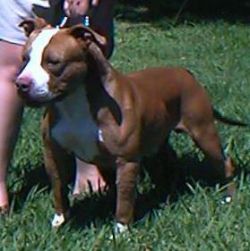 picture of dog