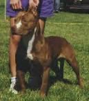 picture of dog