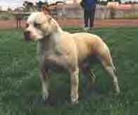 picture of dog