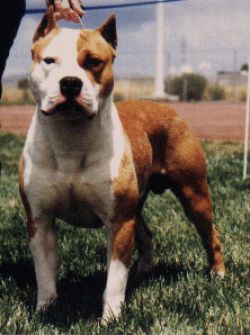 picture of dog