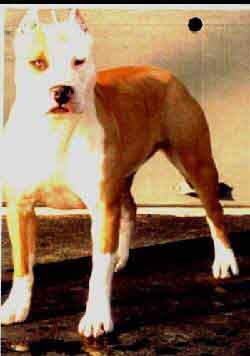 picture of dog