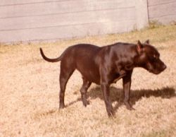 picture of dog