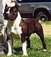 picture of dog