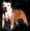 picture of dog