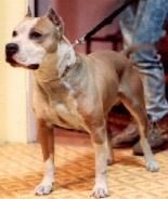 picture of dog