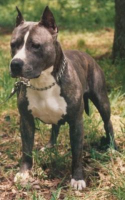 picture of dog