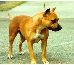 picture of dog