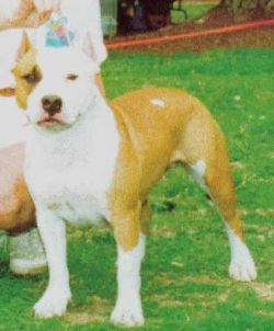 picture of dog