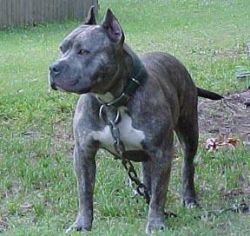picture of dog