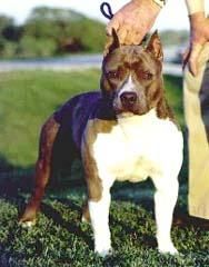 picture of dog