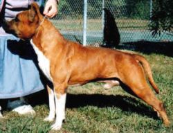 picture of dog