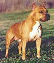 picture of dog
