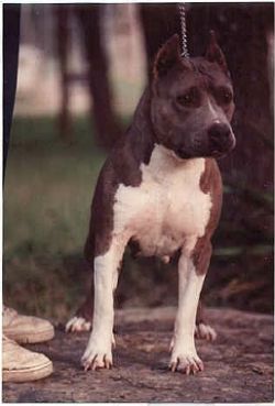picture of dog
