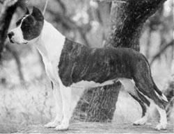 picture of dog