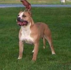 picture of dog