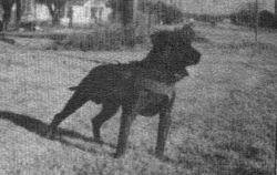 picture of dog