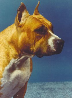 picture of dog