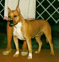 picture of dog