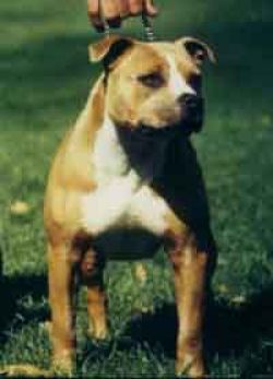 picture of dog