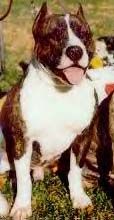 picture of dog