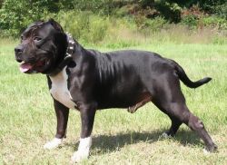 picture of dog