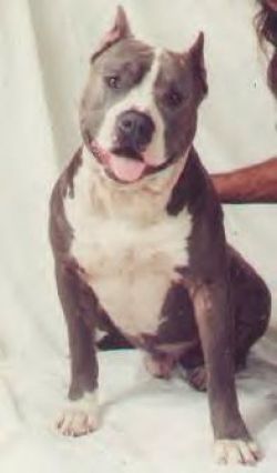 picture of dog