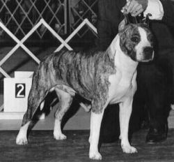 picture of dog
