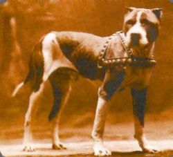 picture of dog