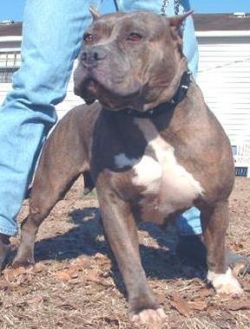 picture of dog