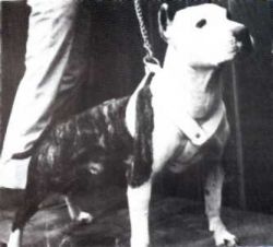 picture of dog