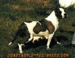 picture of dog