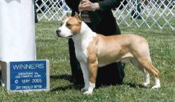 picture of dog