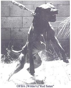 picture of dog