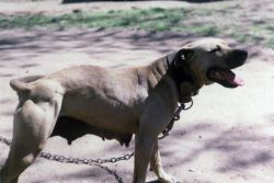 picture of dog