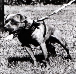 picture of dog