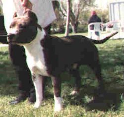 picture of dog