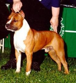 picture of dog