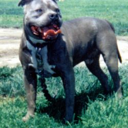 picture of dog