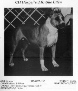 picture of dog
