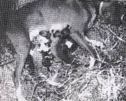 picture of dog