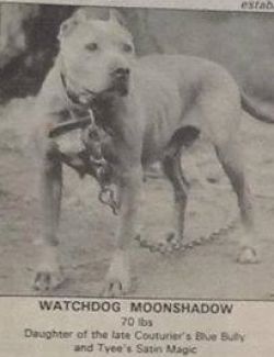 picture of dog