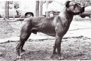 picture of dog