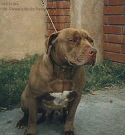 picture of dog