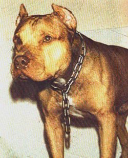 picture of dog