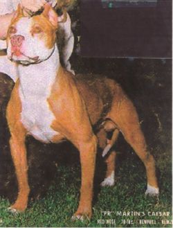 picture of dog