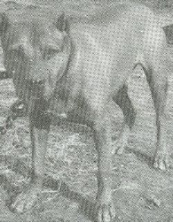 picture of dog