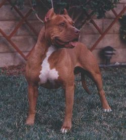 picture of dog