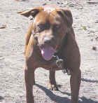 picture of dog