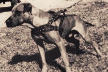 picture of dog